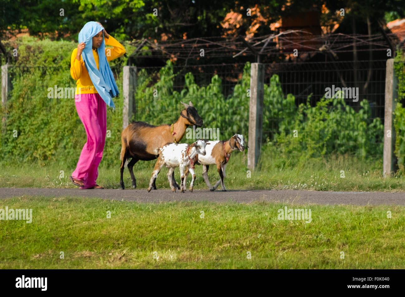 Una mujer criando a sus cabras, caminando a lo largo de una carretera perimetral en la zona de amortiguación del Aeropuerto Internacional Soekarno-Hatta de Yakarta. Foto de stock