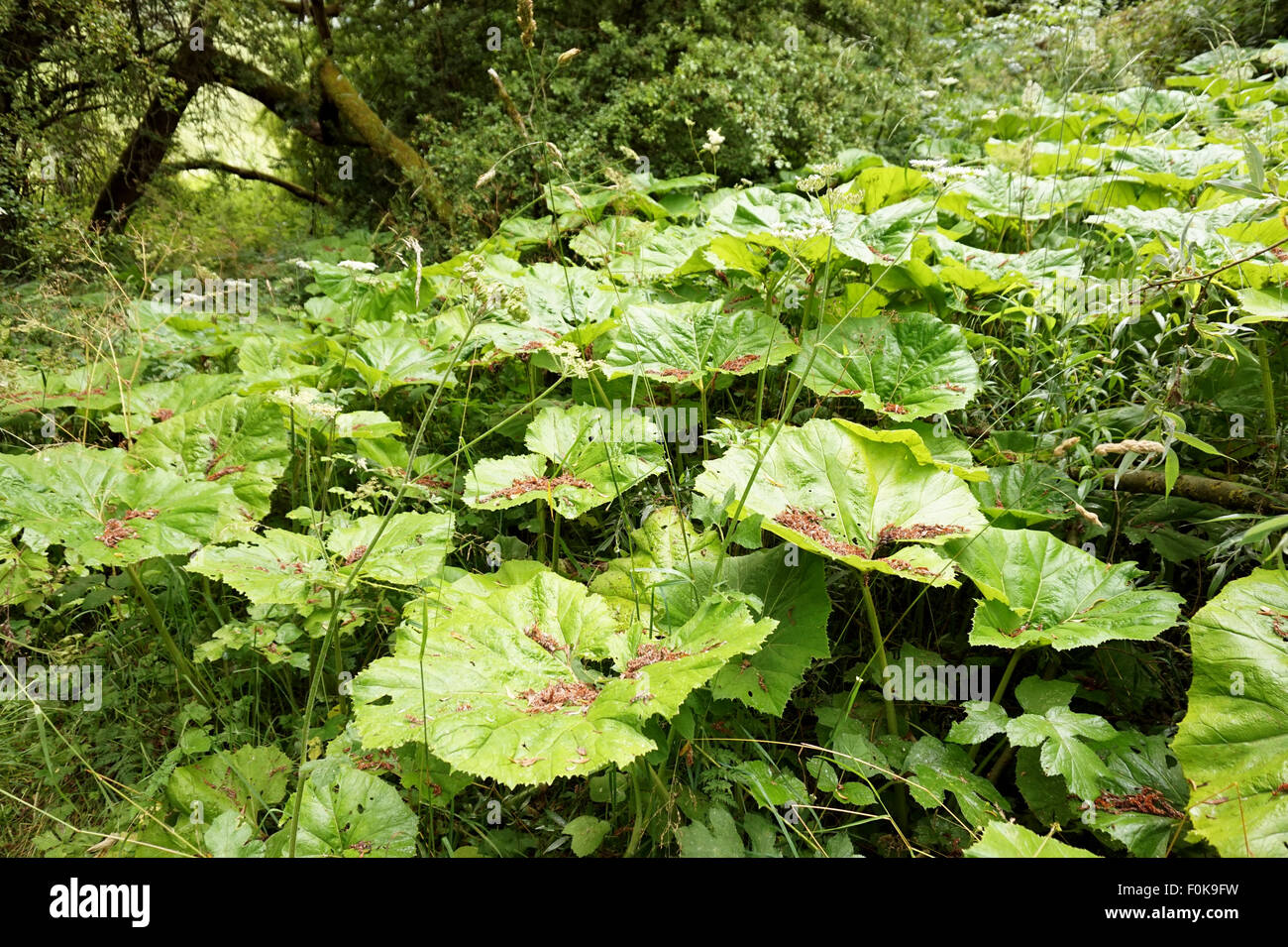 Ruibarbo gigante, Gunnera tinctoria, creciendo en un barranco, Derbyshire, Reino Unido Foto de stock