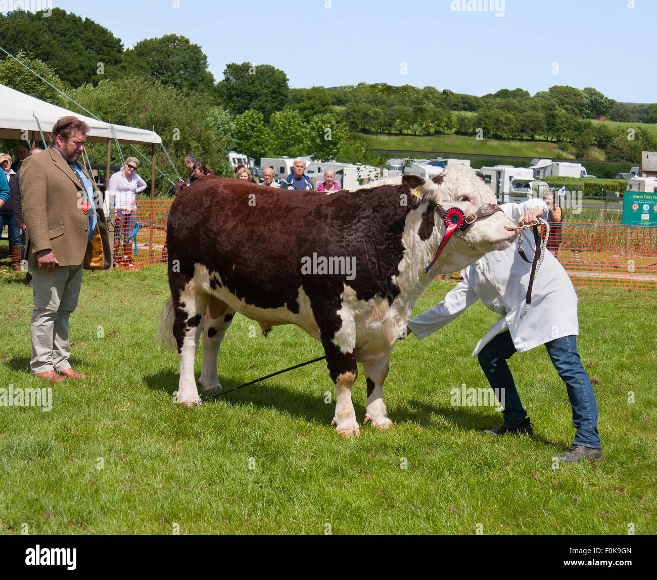 Handler mostrando su toro, que ya ha ganado una roseta, ante un juez, a enterrar Show agrícola en Lancashire, Reino Unido. Foto de stock