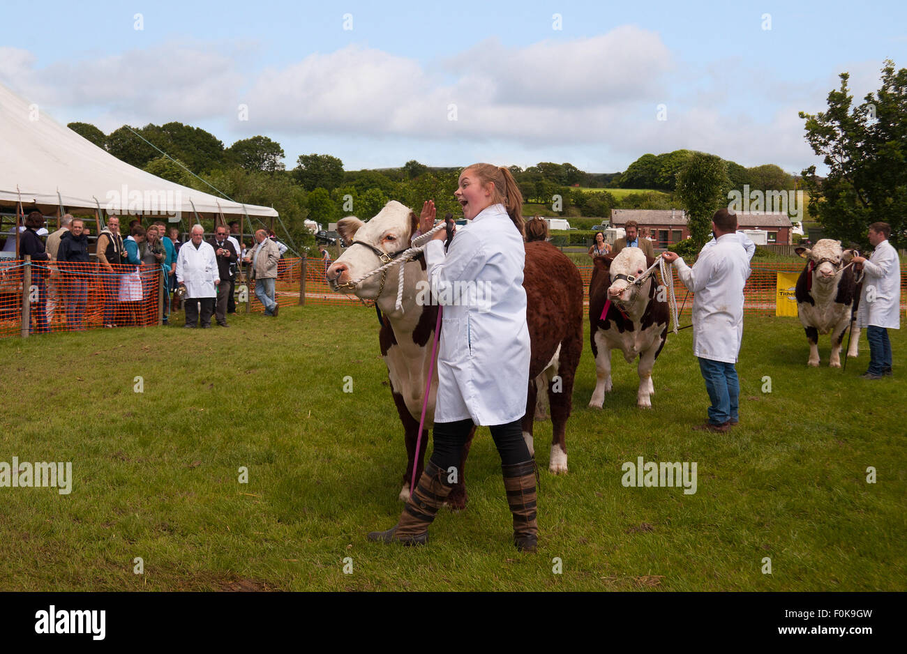 Ganador informó que ha venido primero con su premio bull en Bury Show agrícola en Lancashire, Reino Unido. Foto de stock