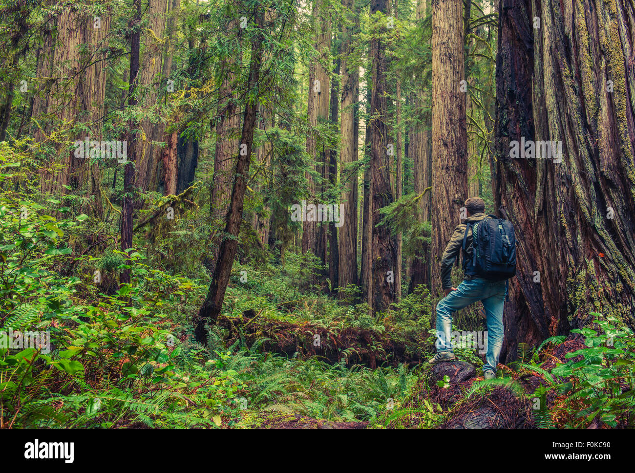 Redwood senderismo. Los hombres con mochila rodeado por bosques de secoyas. California, Estados Unidos. Foto de stock