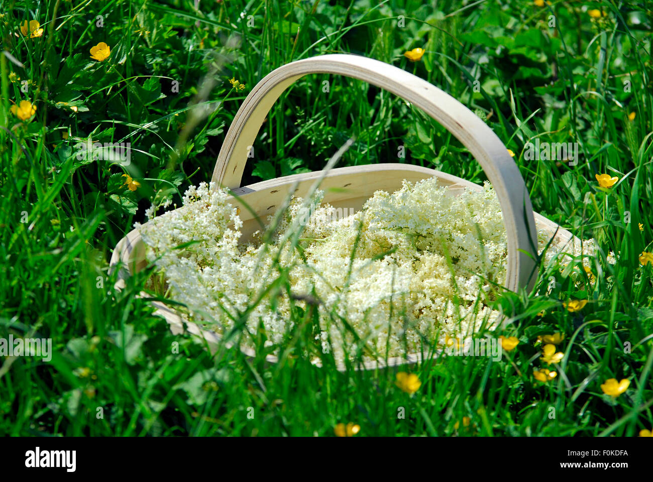 Cosecha de flor de saúco en una canasta de madera en medio de un prado Foto de stock