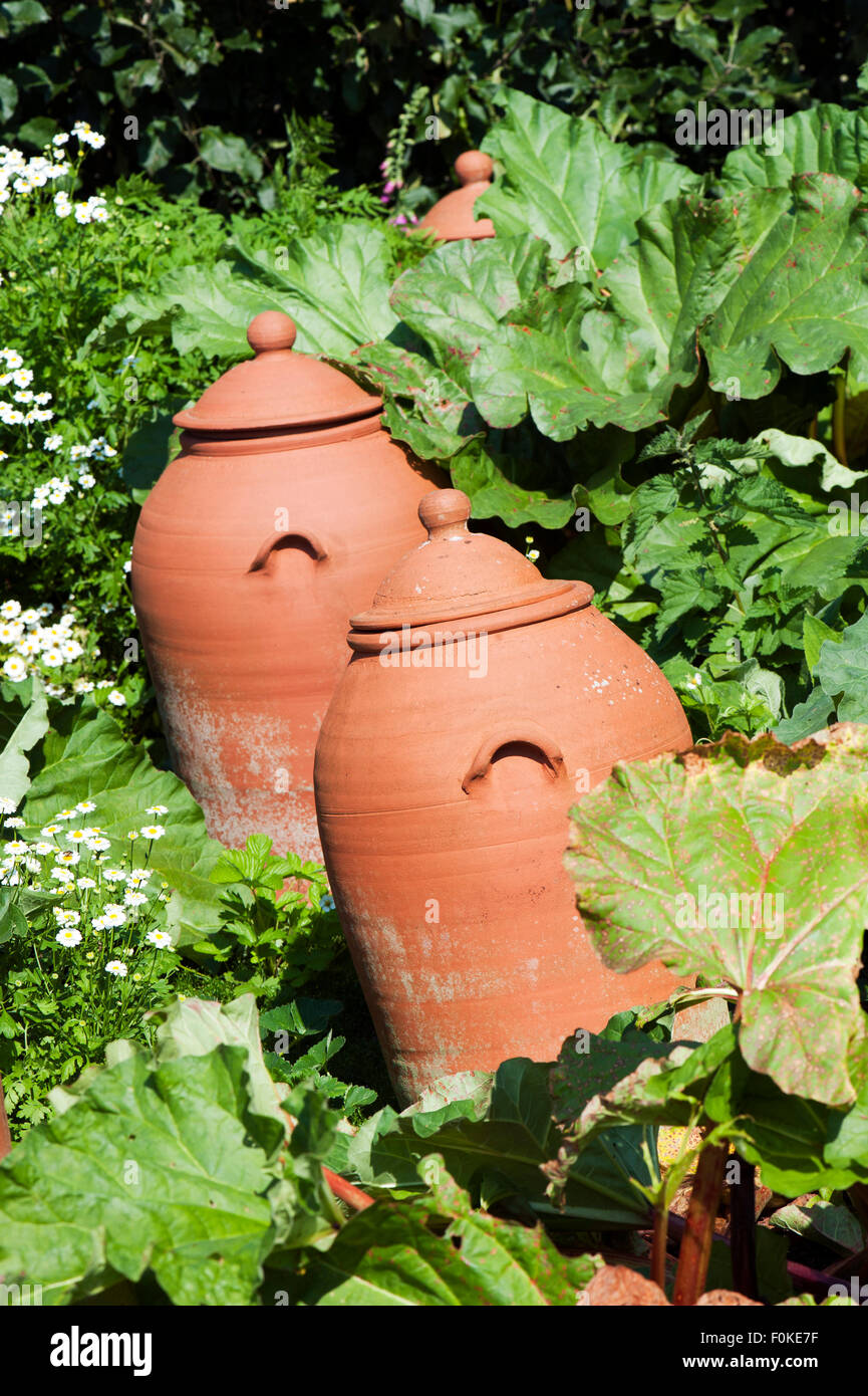El ruibarbo (Rheum rhabarbarum) creciendo en una olla de barro de terracota Inglaterra europa Foto de stock