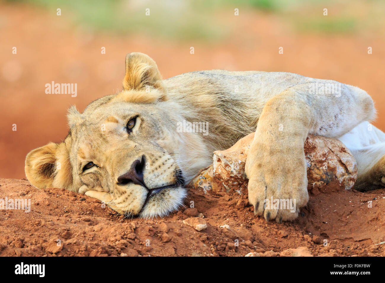 Namibia, el Parque Nacional de Etosha, perezoso joven león Foto de stock