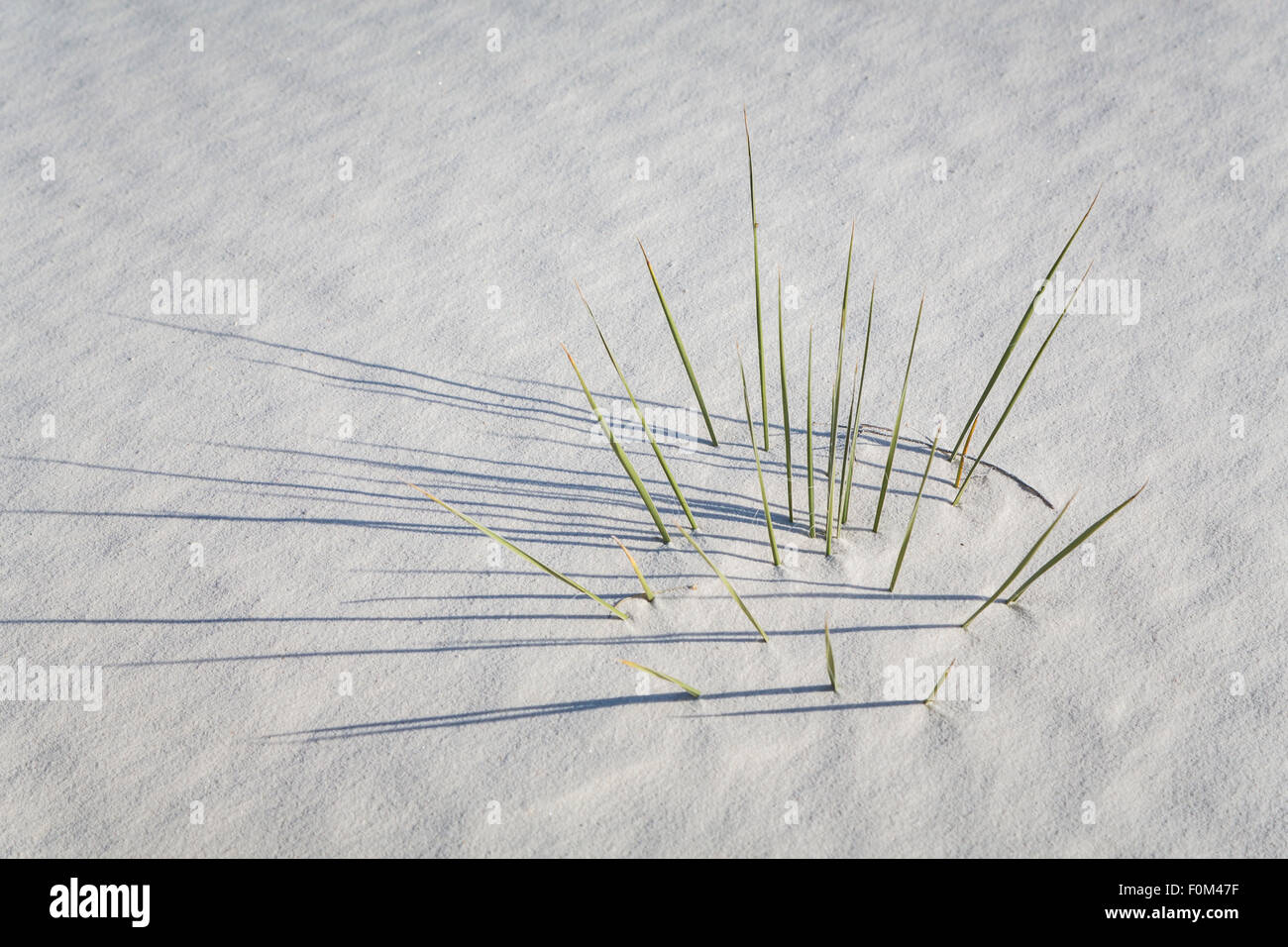 Planta de yuca leabes en las dunas de yeso blanco del Monumento Nacional de White Sands, cerca de Alamogordo, Nuevo México, EE.UU.. Foto de stock