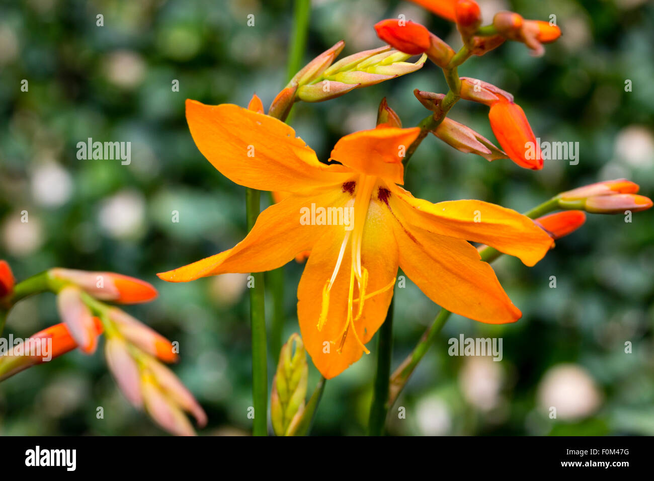 Y brotes de la flor de naranja en el pico de la floración agosto corm,  Crocosmia 'Star de Oriente' Fotografía de stock - Alamy