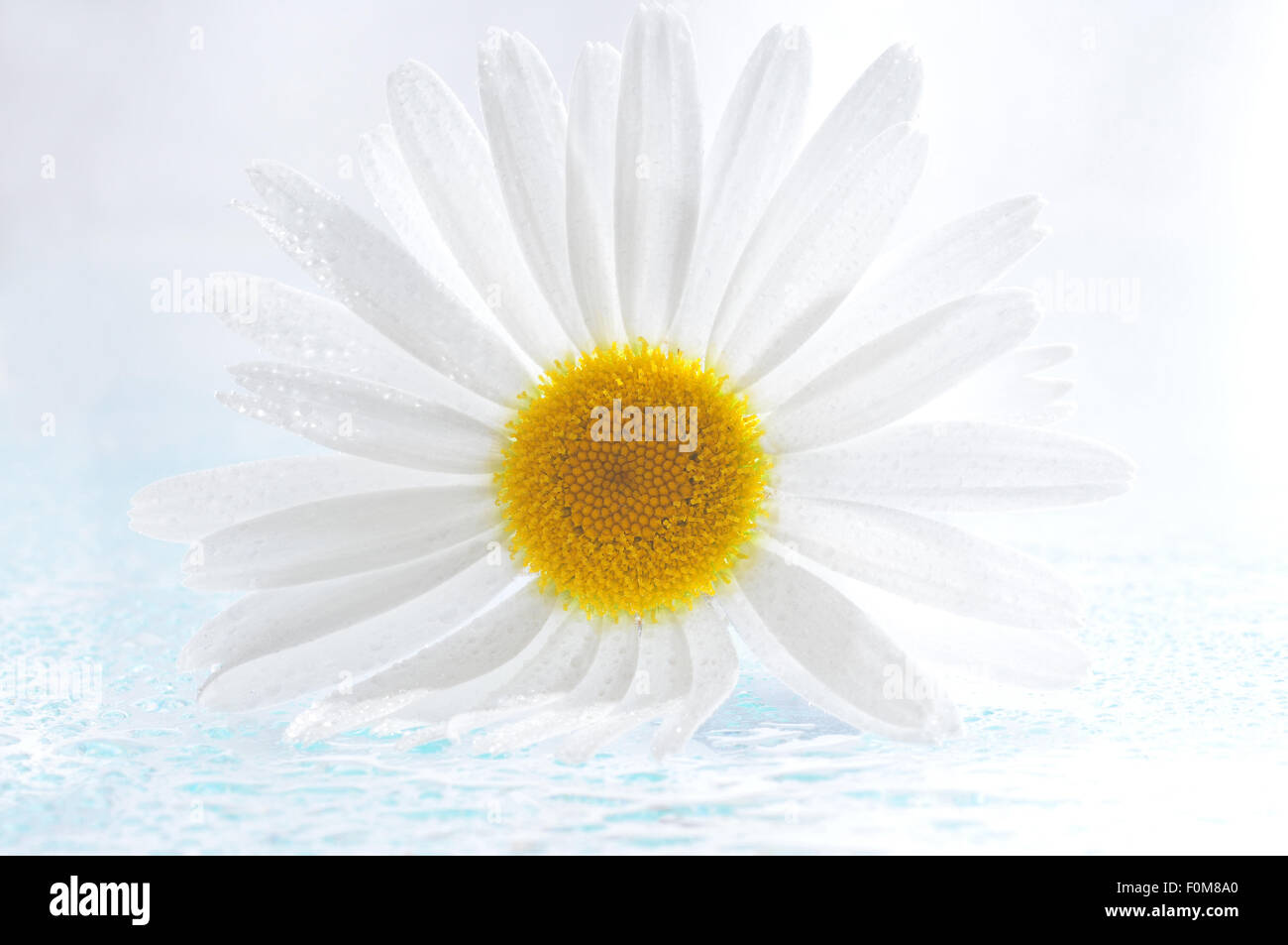 Hermosa daysi flor con las gotas de lluvia en una macro shot Foto de stock