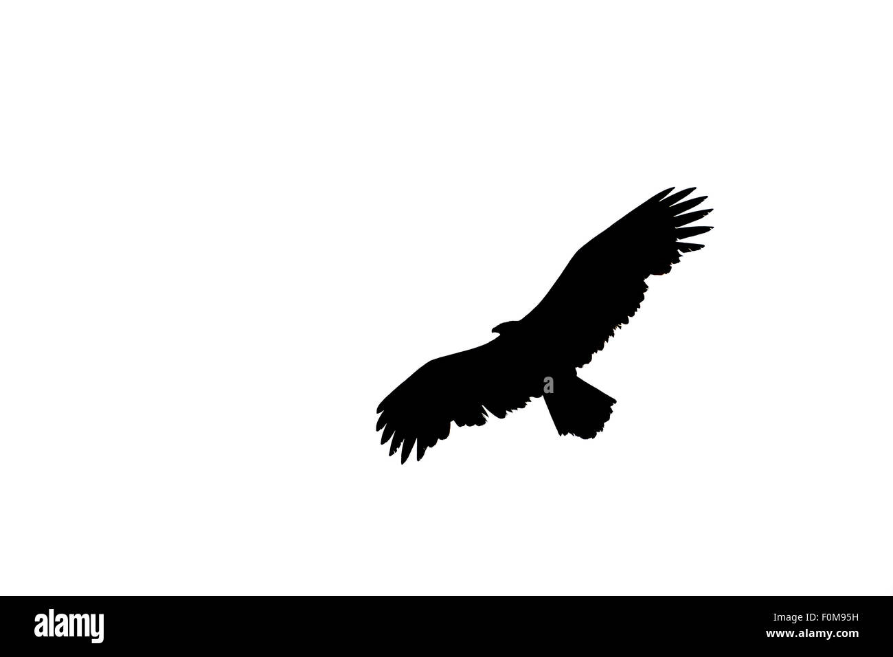 Silueta de águila Imágenes de stock en blanco y negro - Alamy