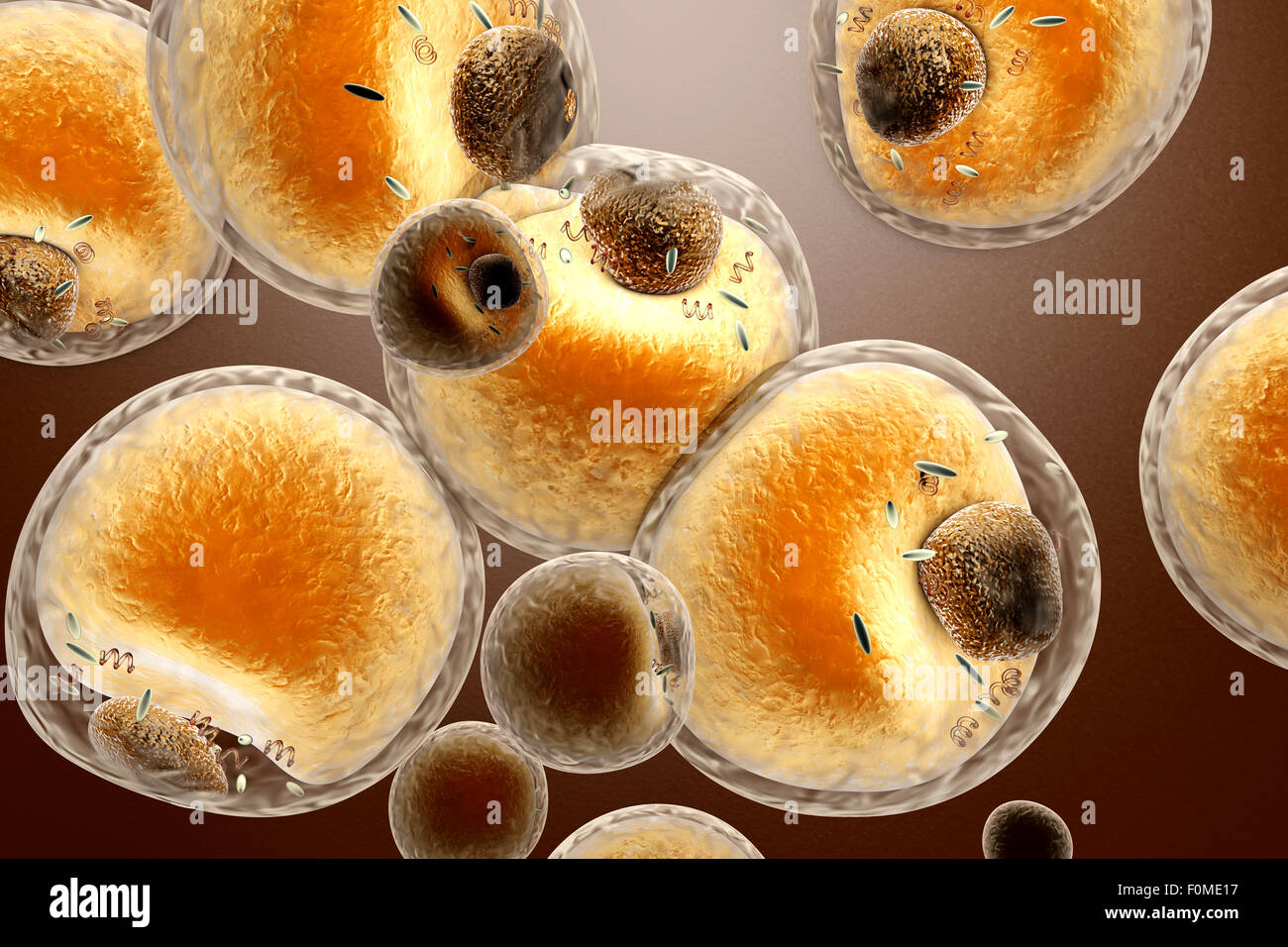 Las células grasas en el cuerpo humano. Ilustración 3D prestados Fotografía  de stock - Alamy