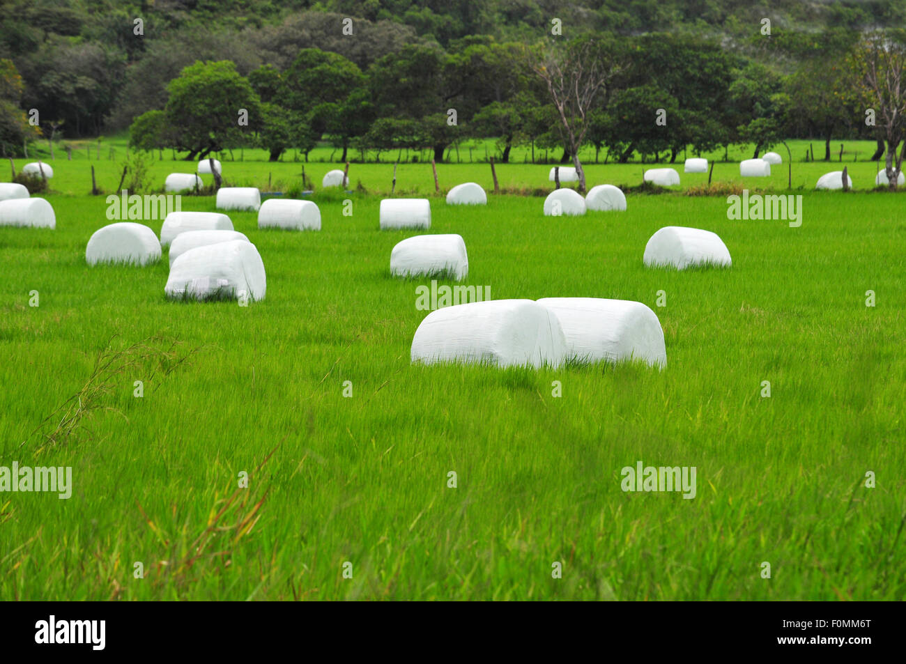 Hermoso terreno con fardos de heno de pasto rollos Foto de stock