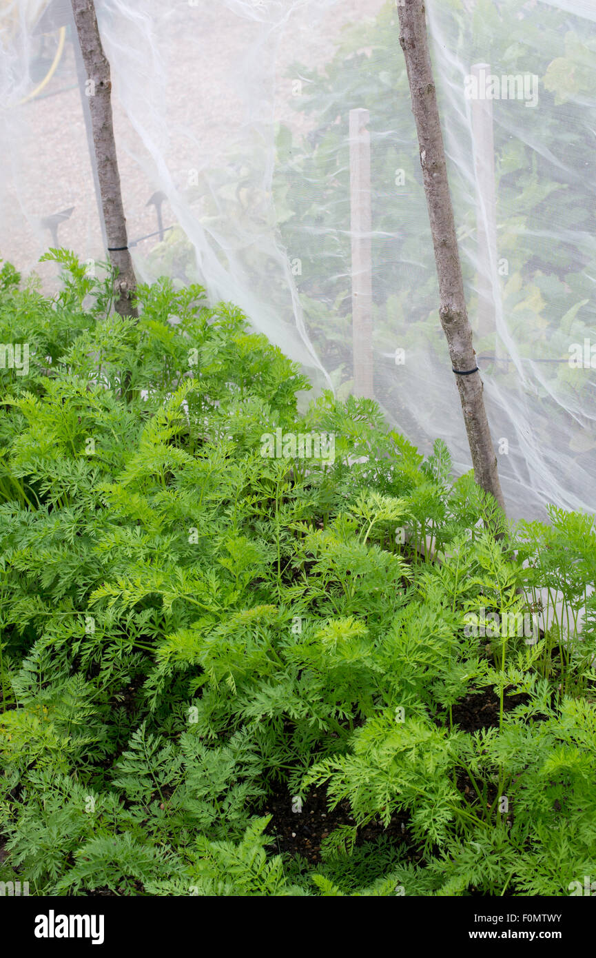 Pantalla anti zanahoria volar alrededor de un cultivo de zanahoria en un huerto Foto de stock