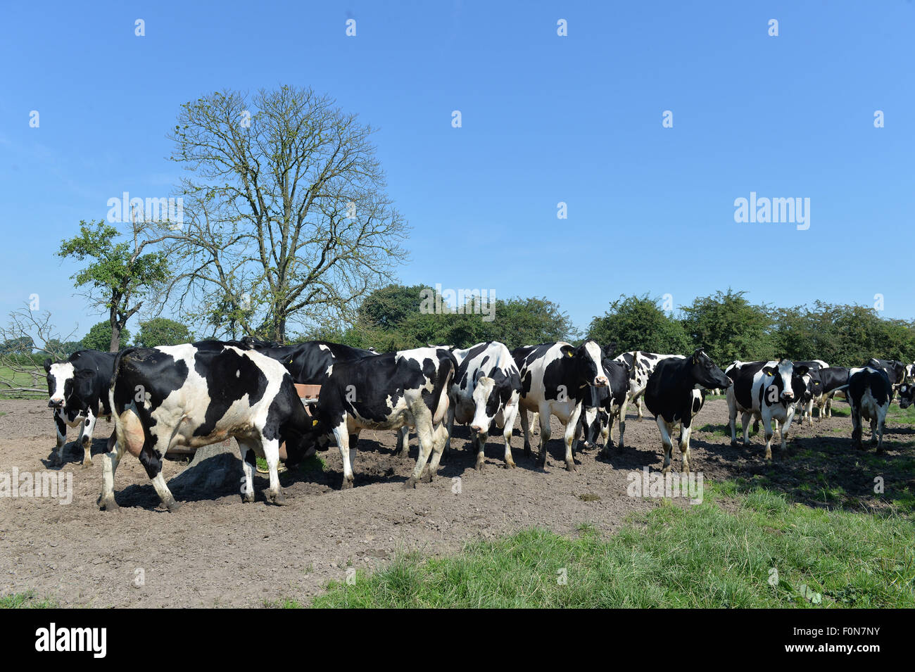 Thedinghausen, Alemania. 03Rd ago, 2015. Las vacas se han reunido en frente de un comedero en un potrero en Thedinghausen, Alemania, 03 de agosto de 2015. Muchas granjas en el estado alemán de Baja Sajonia tienden al bienestar de su ganado. Sin embargo, el pastoreo a menudo ya no es viable. Foto: Carmen Jaspersen/dpa/Alamy Live News Foto de stock