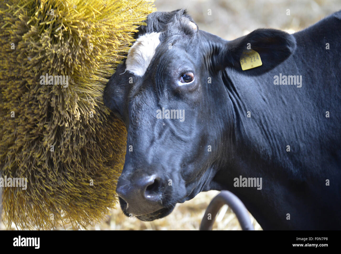 Thedinghausen, Alemania. 03Rd ago, 2015. La cabeza de una vaca se cepilla en un granero en Thedinghausen, Alemania, 03 de agosto de 2015. Muchas granjas en el estado alemán de Baja Sajonia tienden al bienestar de su ganado. Sin embargo, el pastoreo a menudo ya no es viable. Foto: Carmen Jaspersen/dpa/Alamy Live News Foto de stock