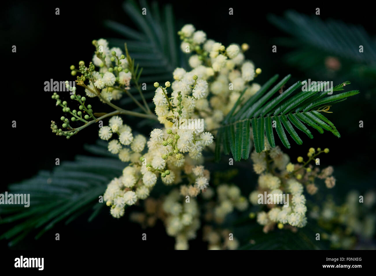 White mimosa tree acacia dealbata fotografías e imágenes de alta resolución  - Alamy