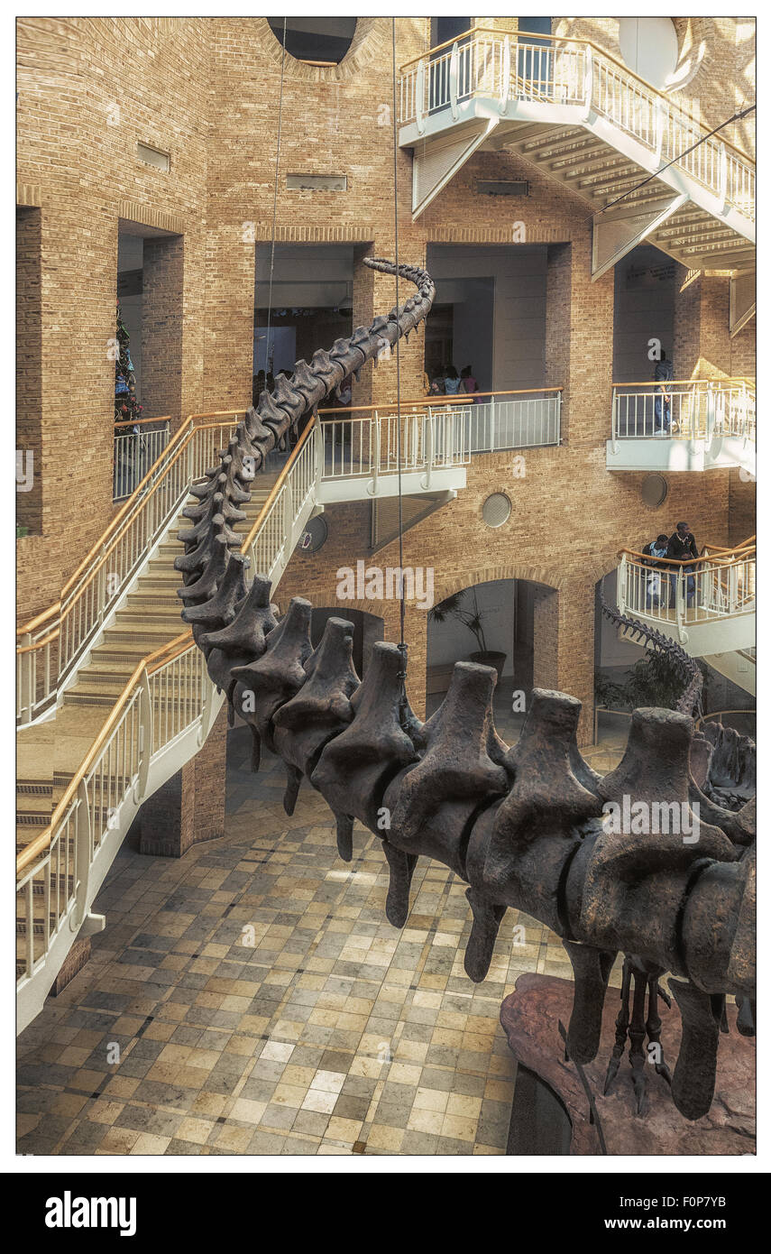 Un dinosaurio;s culebras de cola se forma por una escalera en el museo Fernbank de Historia Natural en el Atalanta Foto de stock