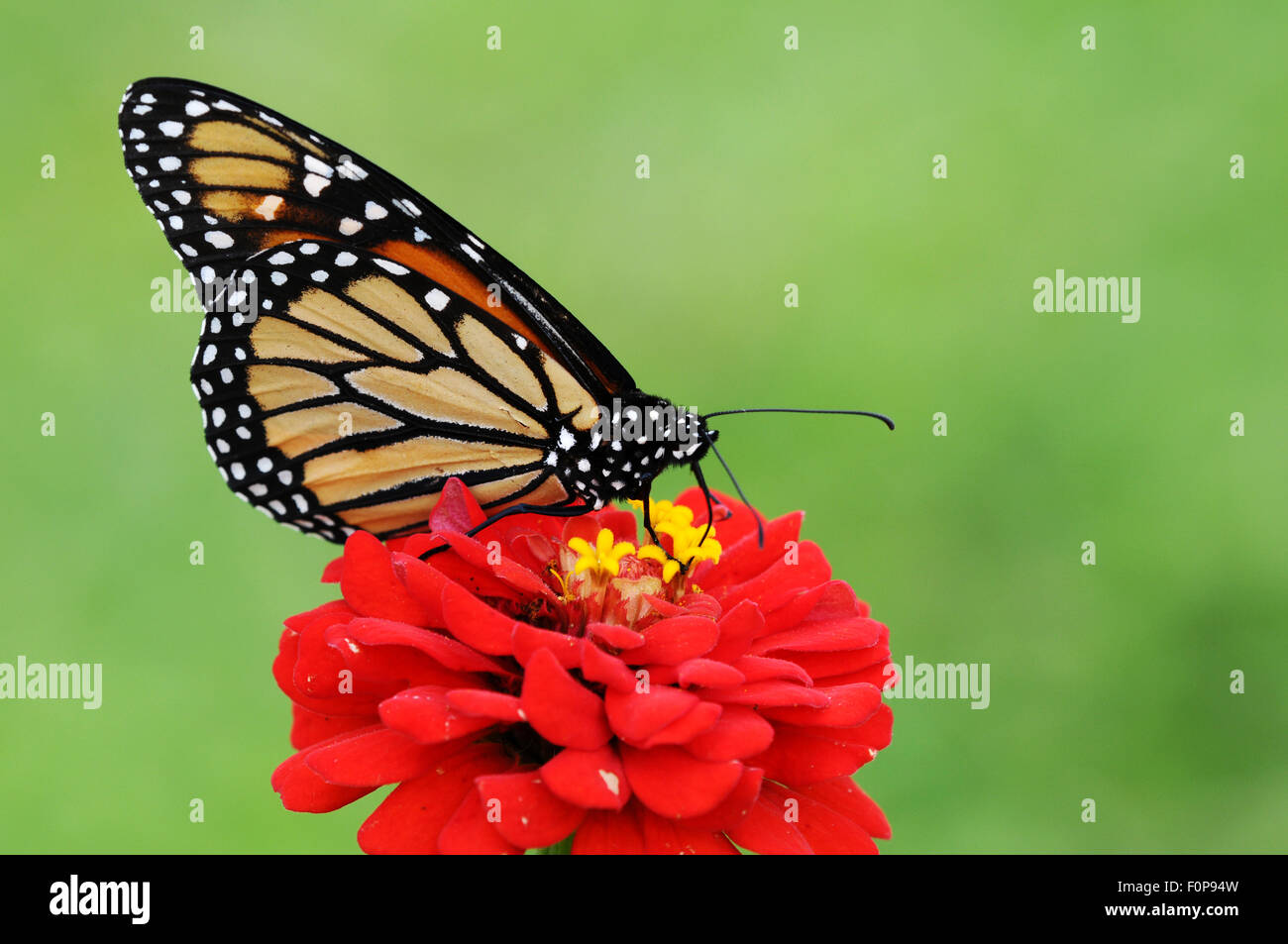 Bella monarca (Danaus plexippus) butterfly planteados en una flor roja la alimentación Foto de stock