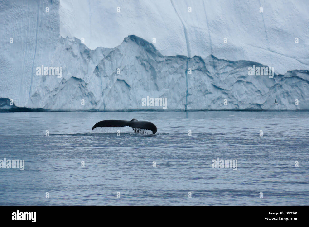 Cola de ballena jorobada y iceberg en la bahía Disko, Ilulissat, Groenlandia occidental Foto de stock