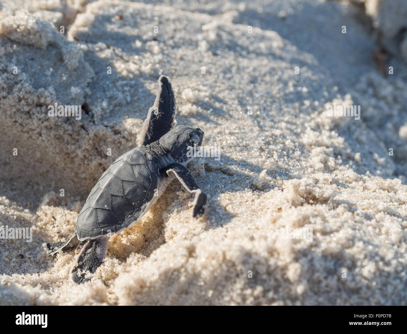 Pequeña tortuga verde (Chelonia mydas), también conocida como Black