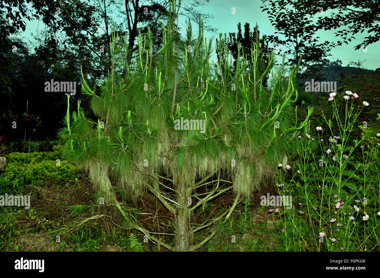 Plantas exóticas en el jardín Fotografía de stock - Alamy