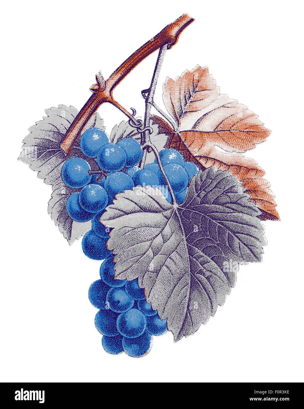 Ilustración digital sobre la base de un antiguo espécimen botánico (Vitis vinifera) y tratadas como litografía a cuatro colores. Foto de stock