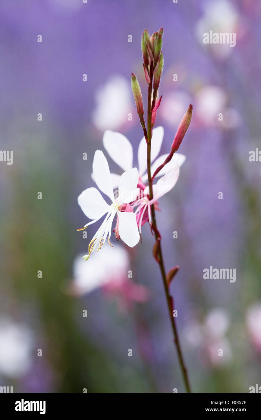 Gaura lindheimeri "Torbellino de mariposas" Flores. Foto de stock