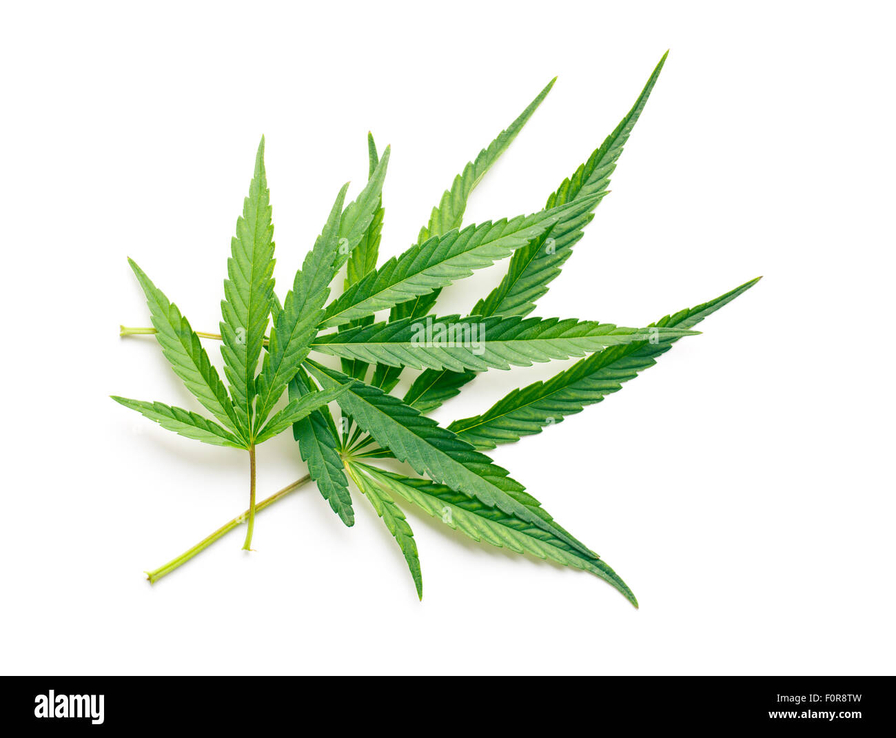 Las hojas de cannabis sobre fondo blanco. Foto de stock