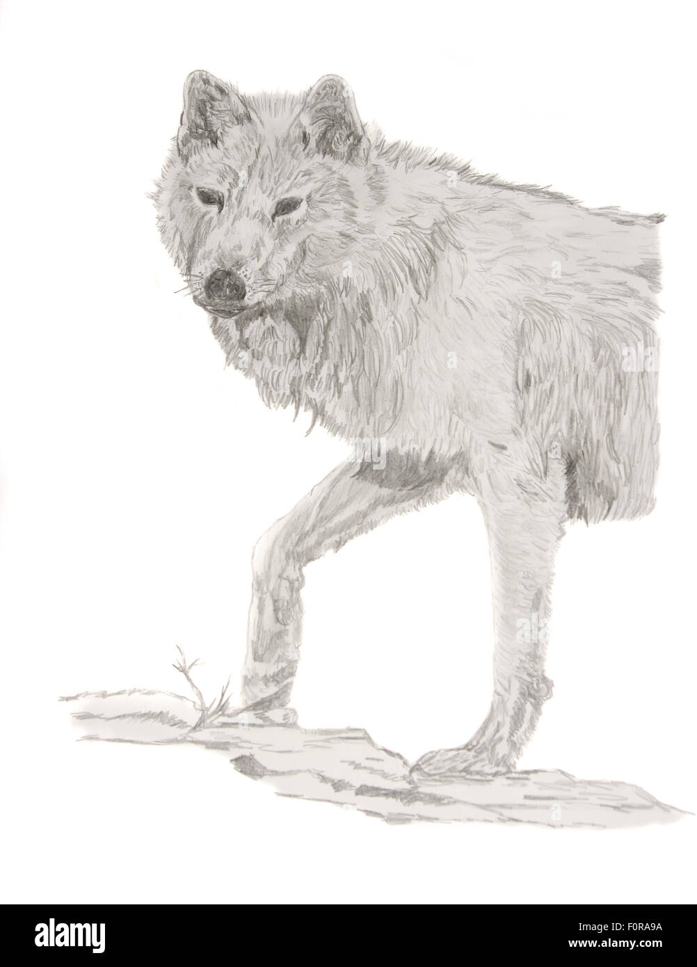 Dibujo a Lápiz de un lobo blanco Foto de stock