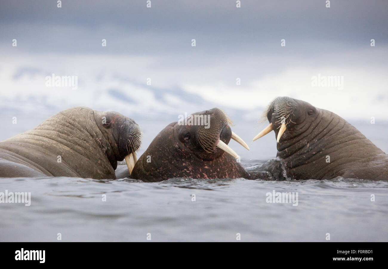 Animal Del Agua De La Morsa Imagen de archivo - Imagen de cubo, noruega:  128562511