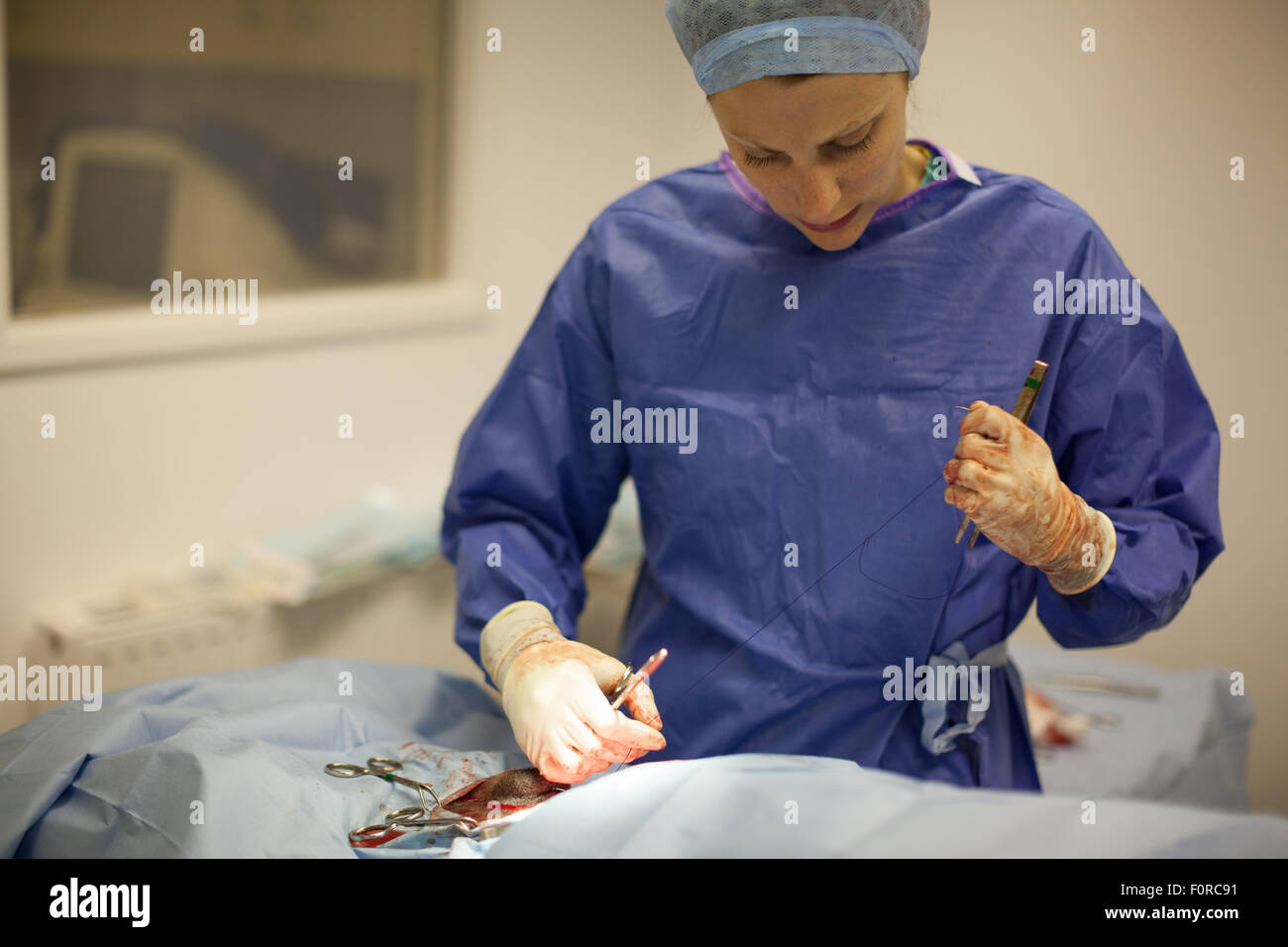 Un cirujano veterinario suturas una herida durante una cirugía abdominal. Foto de stock