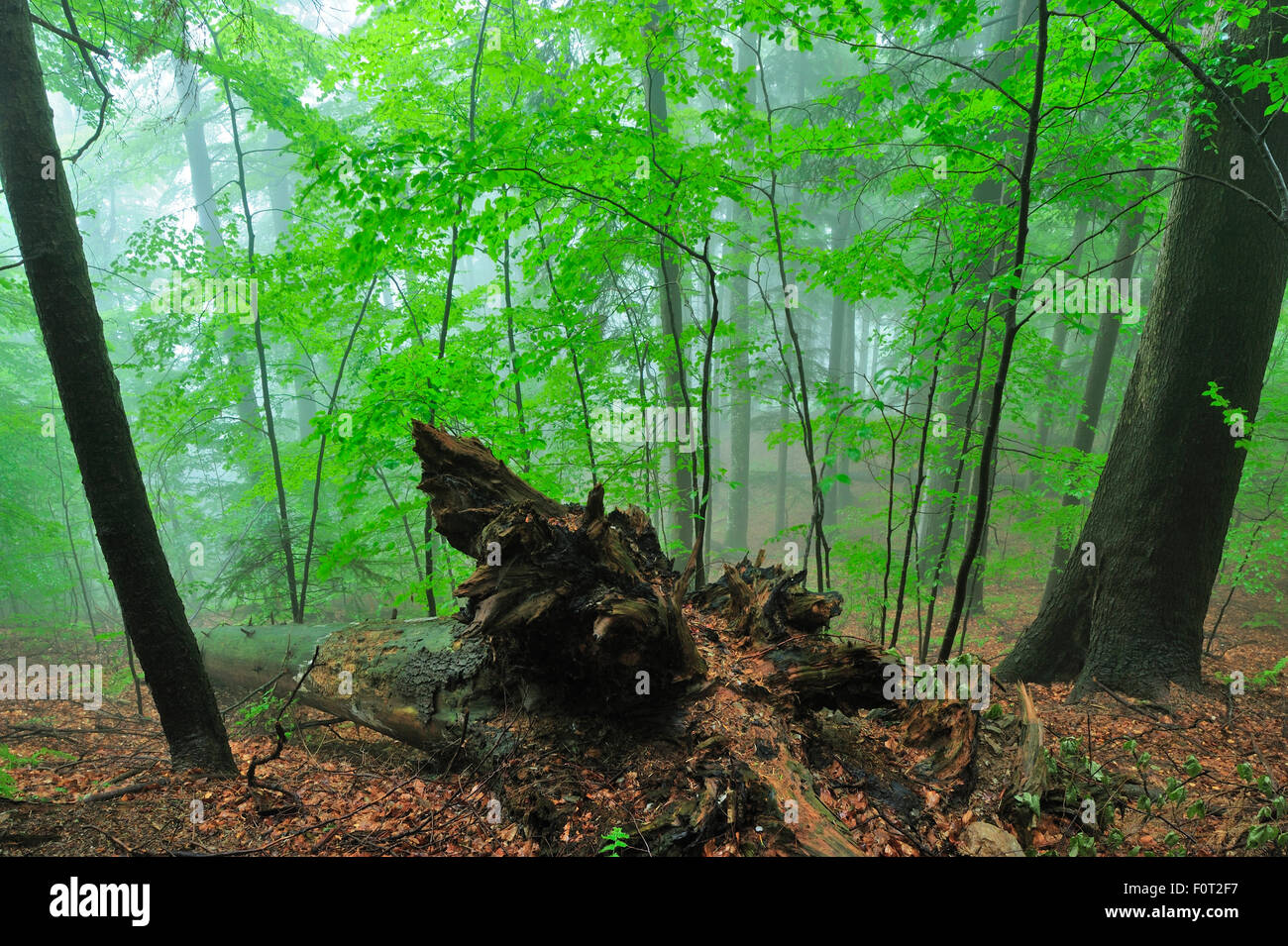 Prístina haya (Fagus sylvatica) y (Abies sp), los bosques de neblina, Stramba Valle, Fagaras Montañas Cárpatos Meridionales, Rumania, Julio. Sitio Natura 2000 Foto de stock