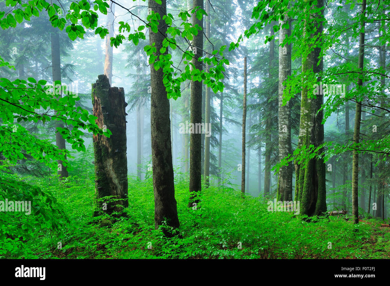 Prístina haya (Fagus sylvatica) y (Abies sp), los bosques de neblina, Stramba Valle, Fagaras Montañas Cárpatos Meridionales, Rumania, Julio. Sitio Natura 2000 Foto de stock