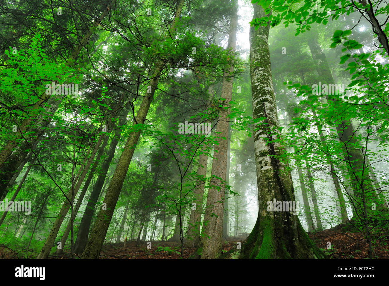 Prístina haya (Fagus sylvatica) y (Abies sp), los bosques de neblina, Stramba Valle, Fagaras Montañas Cárpatos Meridionales, Rumania, Julio. Sitio Natura 2000 Foto de stock