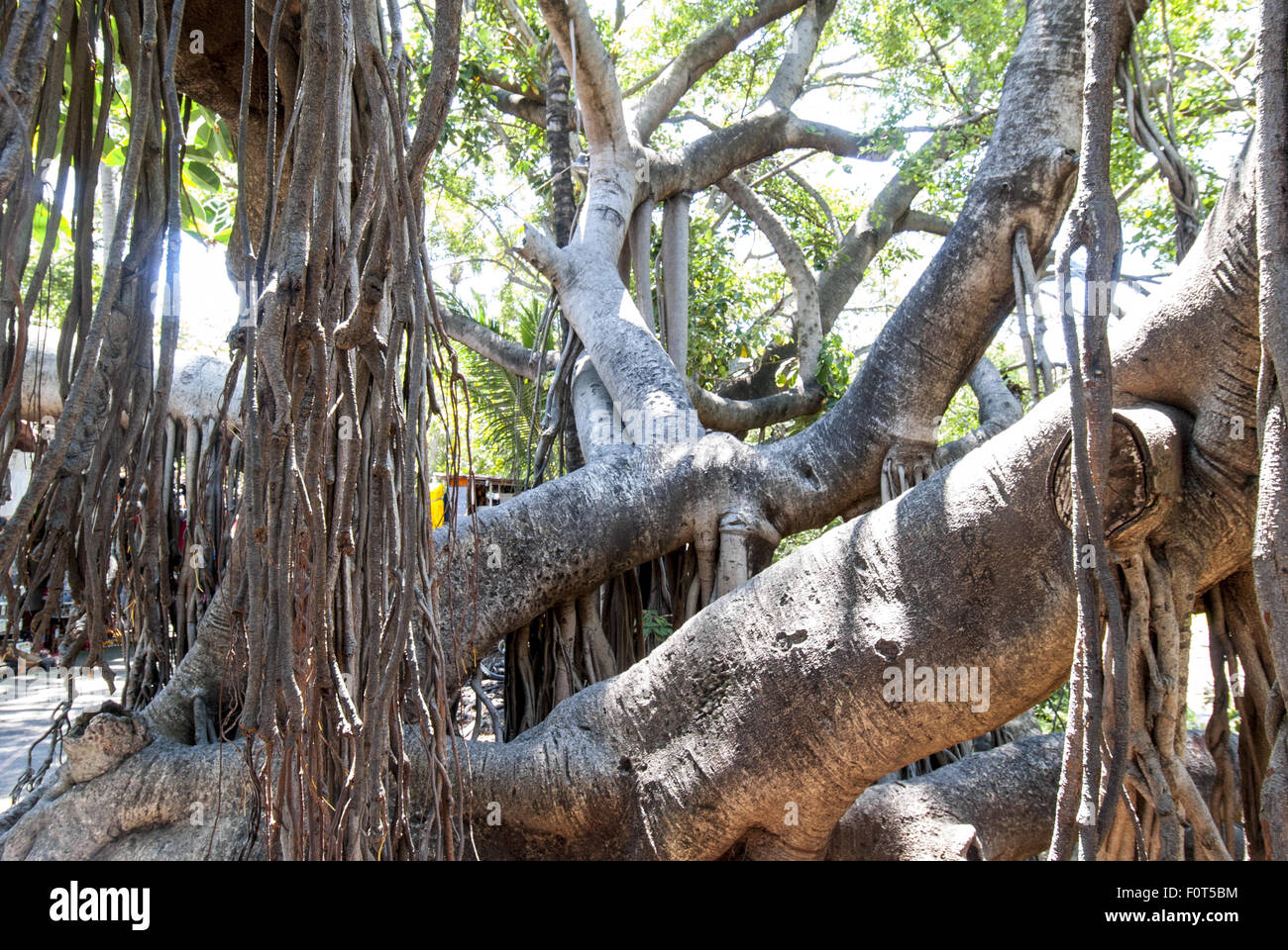 Una enorme higuera o árbol de banyan (Ficus aurea de la familia Morera) en la Isla del Río Cuale en Puerto Vallarta, México. Foto de stock