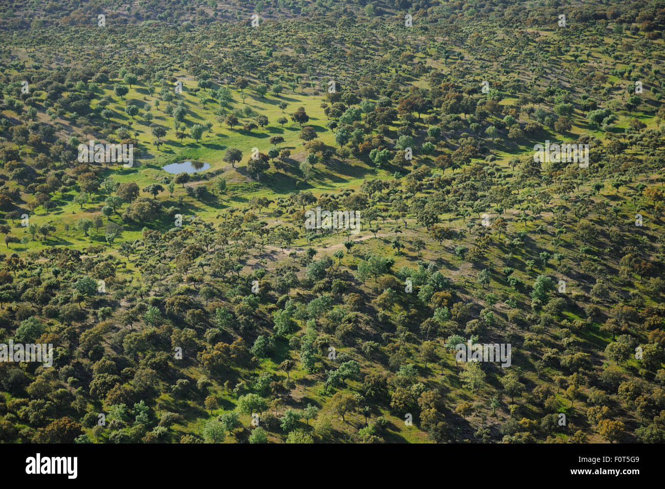 Imagen aérea de dehesa bosque, Región de Salamanca, Castilla y León, España, Mayo de 2011 Foto de stock