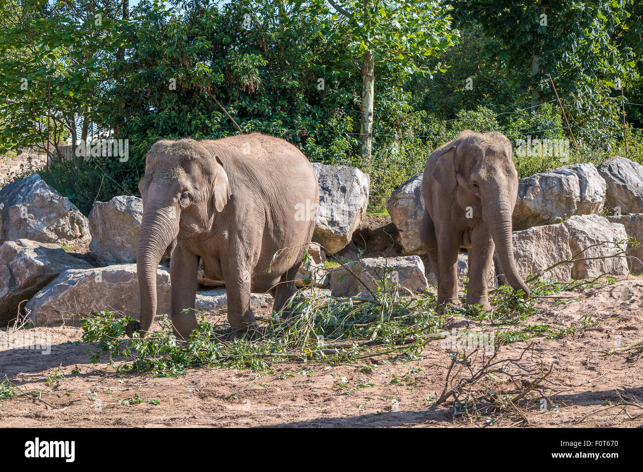Par de elefantes asiáticos comer Foto de stock