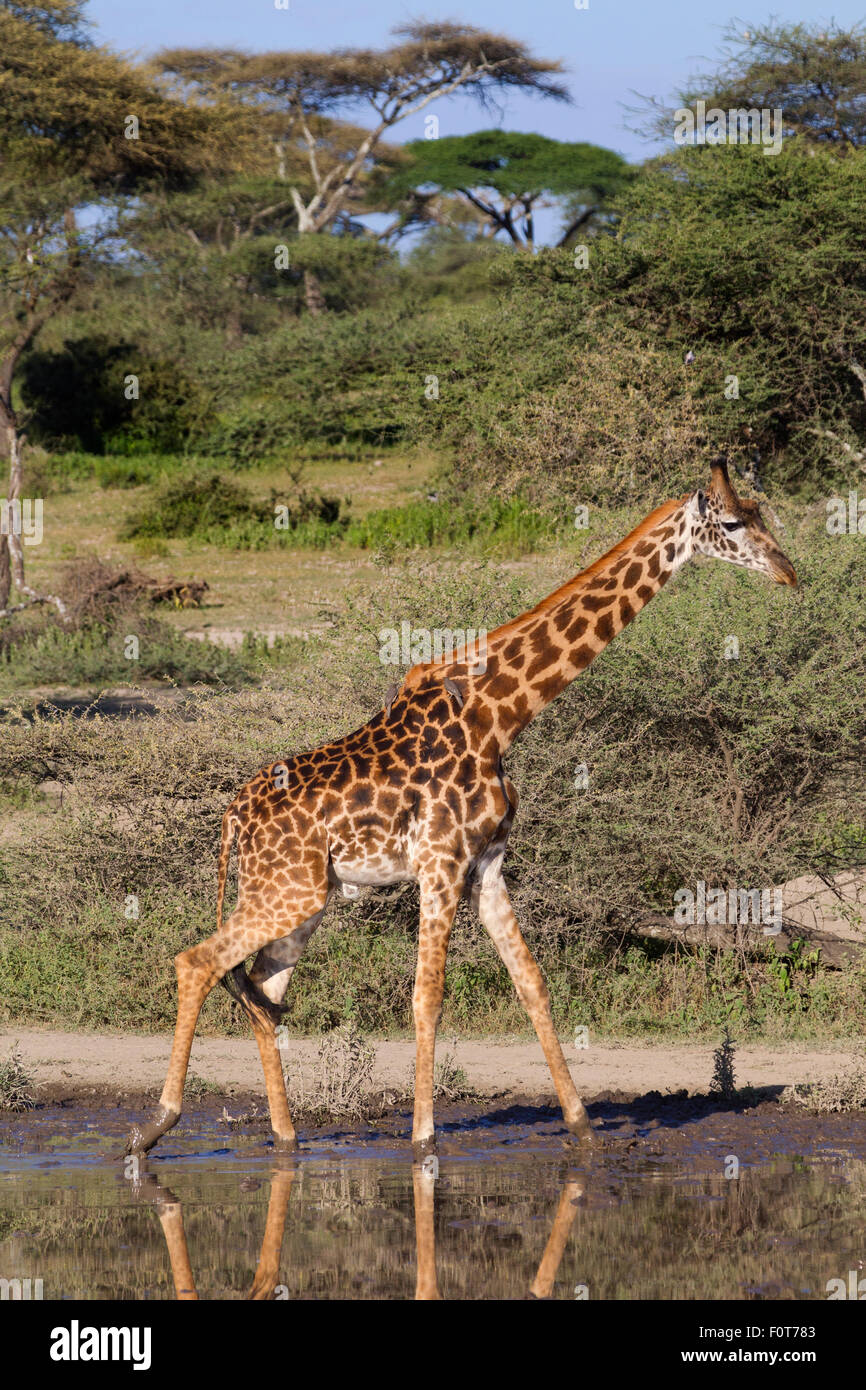 Jirafa masai en un orificio de agua Foto de stock