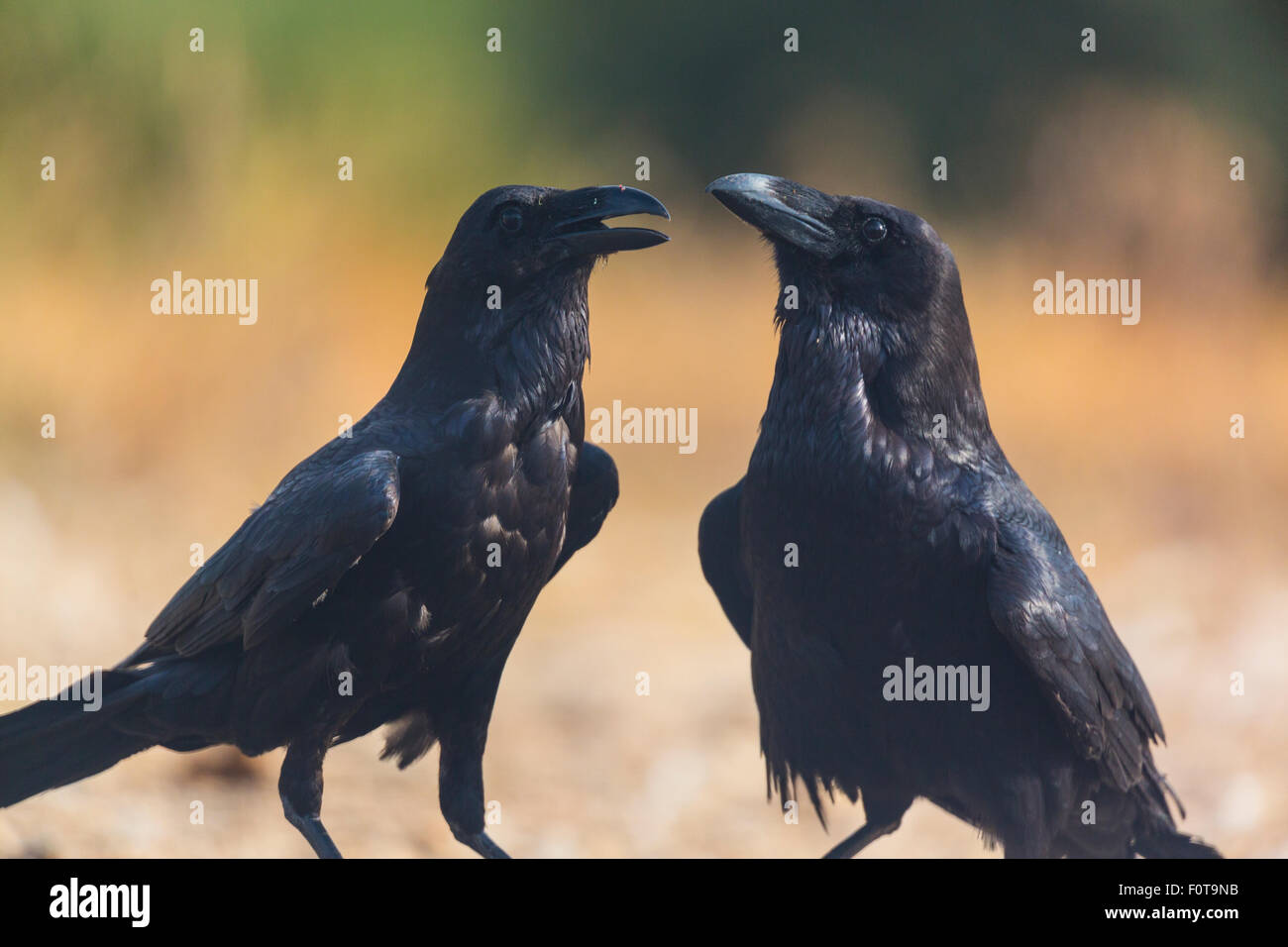 Cuervos comunes (Corvus corax) dos interactuando, campanarios de Azaba Reserva Biológica, una zona de Europa rewilding, Salamanca, Castilla y León, España Foto de stock