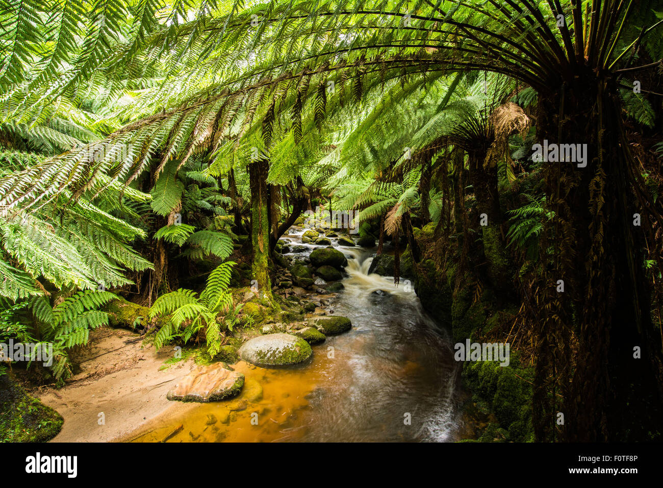 Arroyo & helechos arborescentes, San Columba cae Reserva, Tasmania Foto de stock