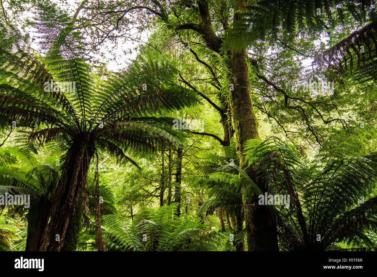 Helechos arborescentes, San Columba Falls, Tasmania Foto de stock