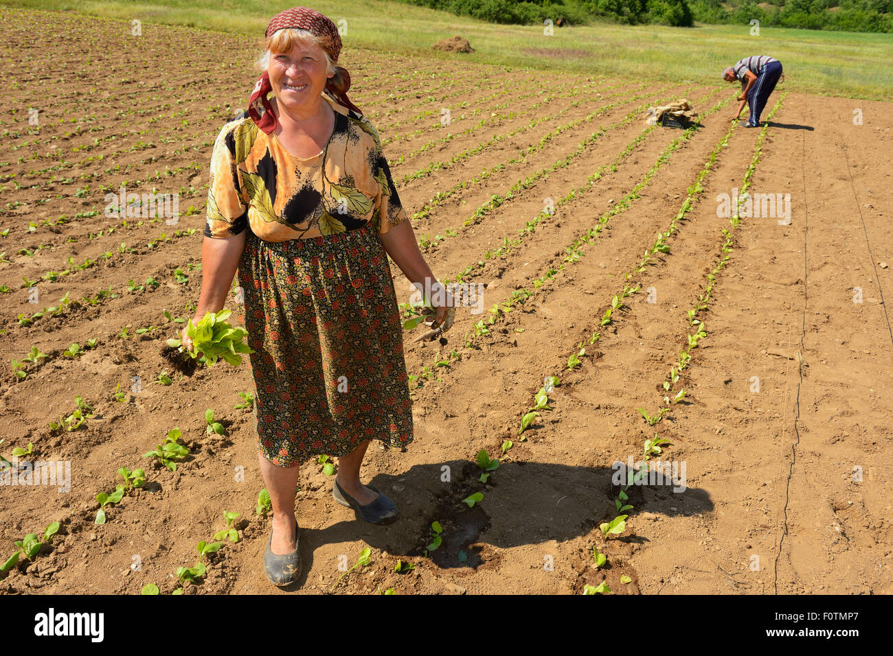 Señora turca el cultivo de tabaco, Bela Reka, montes Ródope oriental, Bulgaria, mayo de 2013. Foto de stock