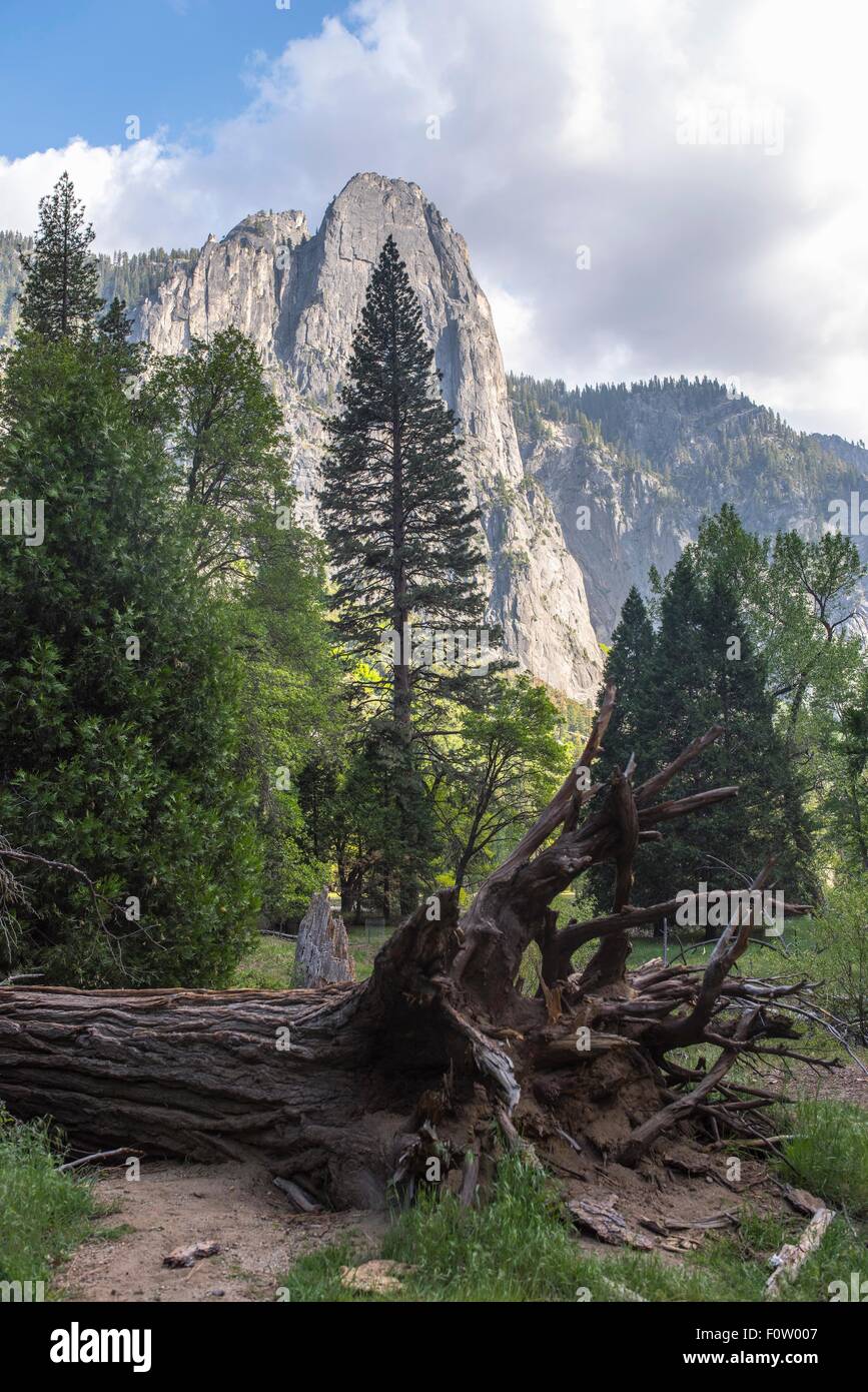 Vista de mounain y árbol caído, el Parque Nacional Yosemite, California, EE.UU. Foto de stock