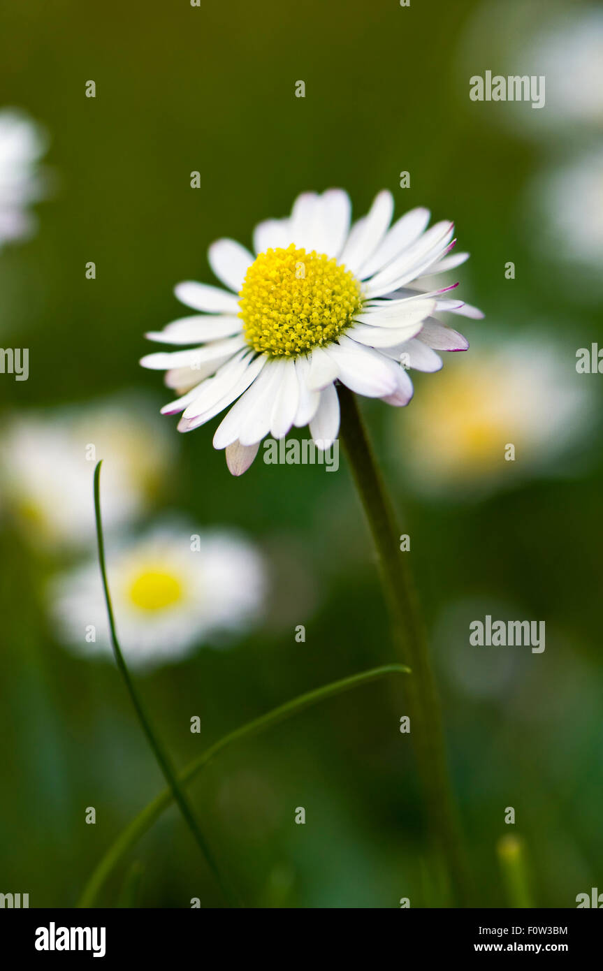 Margaritas comunes, también conocido como césped Inglés o daisy daisy