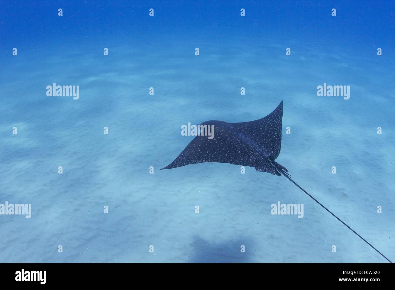 Vista submarina de bat ray nadar en los fondos marinos, Hawaii, EE.UU. Foto de stock