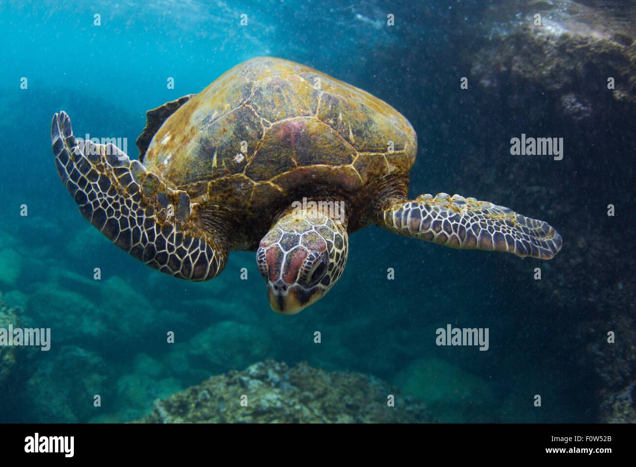 Vista submarina de tortugas nadando en el océano, Hawaii, EE.UU. Foto de stock