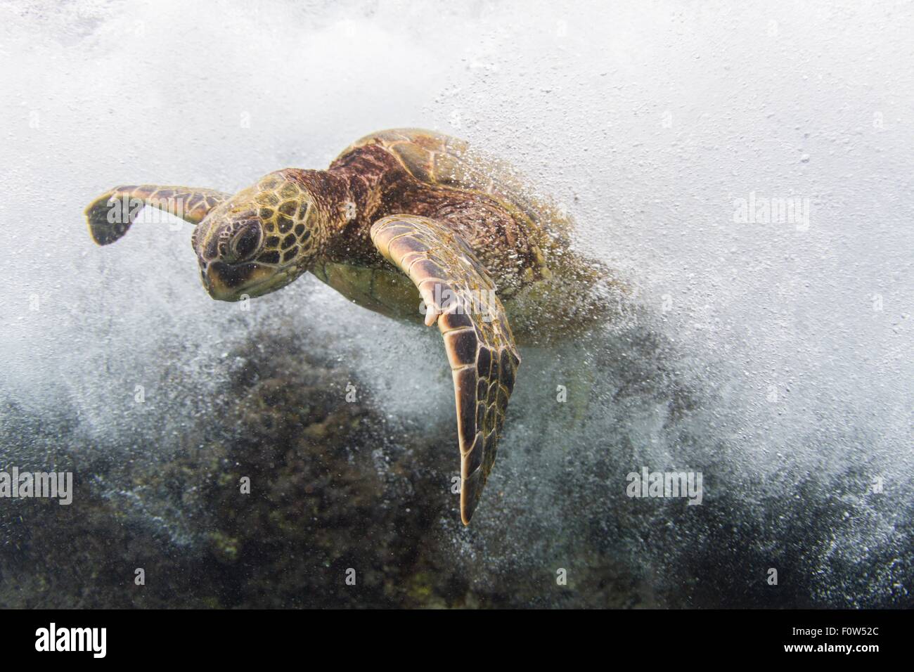 Vista submarina de tortugas nadando en la marea del océano, Hawaii, EE.UU. Foto de stock