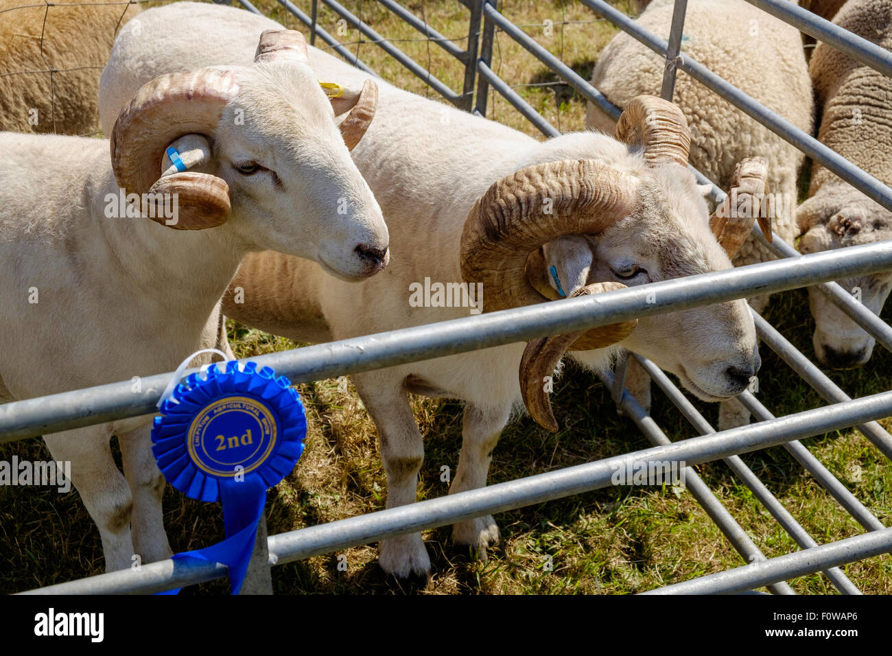 Dos ovejas con cuernos rizado grueso en la pluma en la Feria de agricultura de Chepstow en Gales en agosto de 2015. 2º premio Rosette en barra de lápiz. Foto de stock