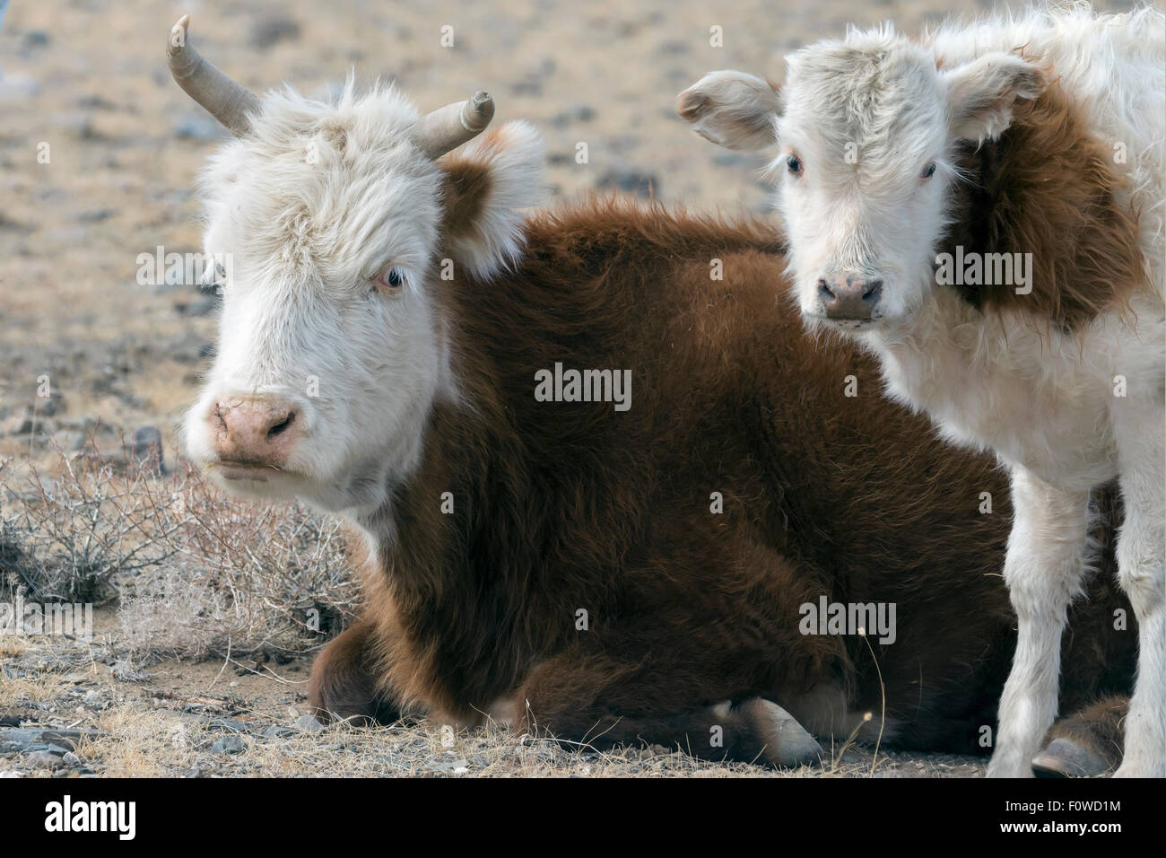 Vaca y ternera, Khovd River Valley, Olgii, oeste de Mongolia Foto de stock