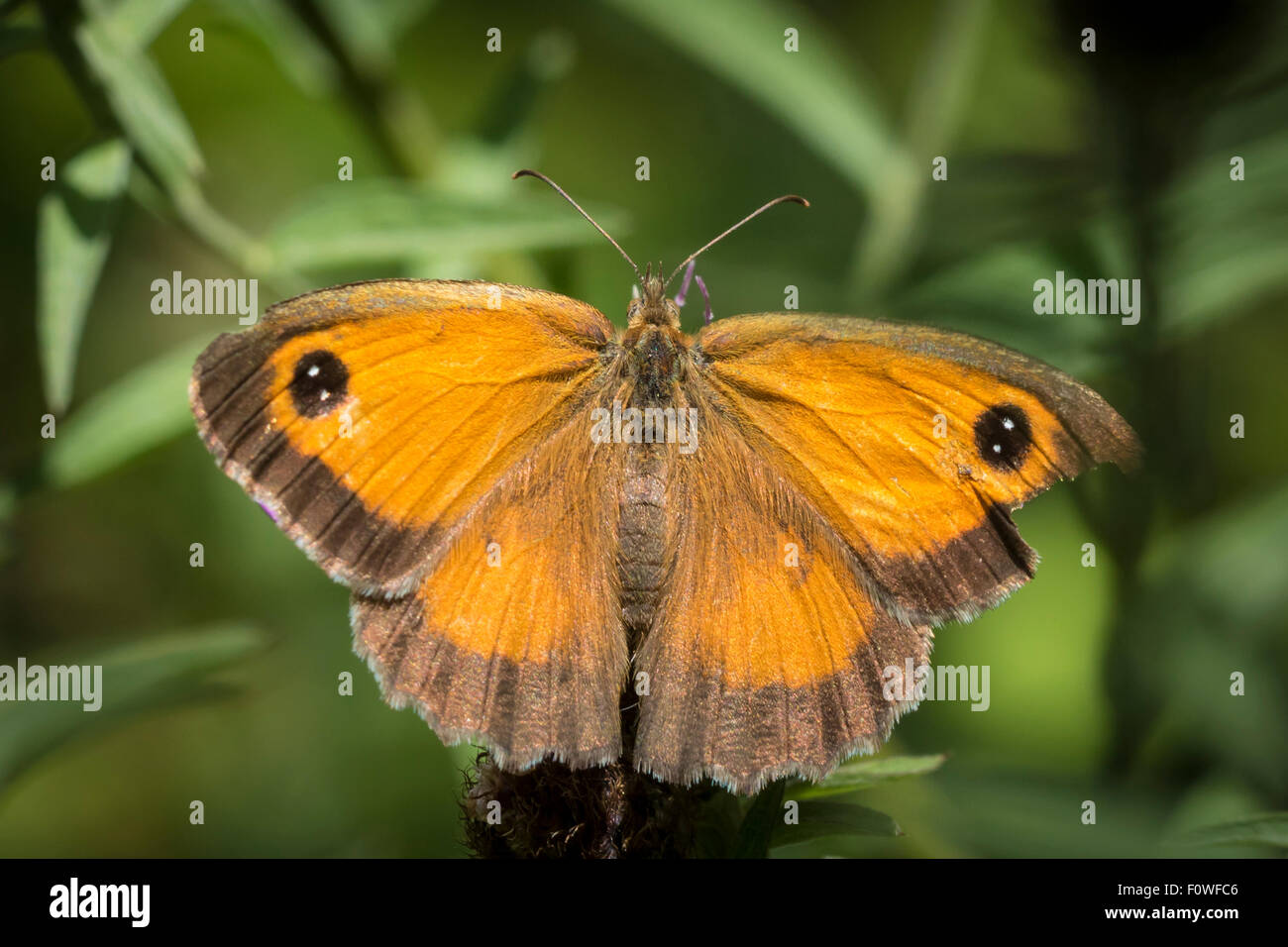 El gatekeeper mariposa Pyronia tithonus, descansando sobre las hojas para ver los patrones de ala Foto de stock