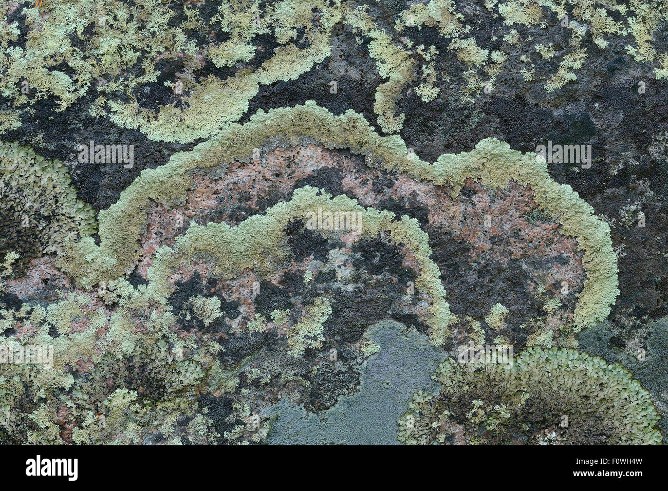 En anillos concéntricos (líquenes) cerca de Kvikkjokk Arctoparmelia centrifuga mayor área Rewilding, Laponia, Laponia Norrbotten, Suecia, en junio. Foto de stock