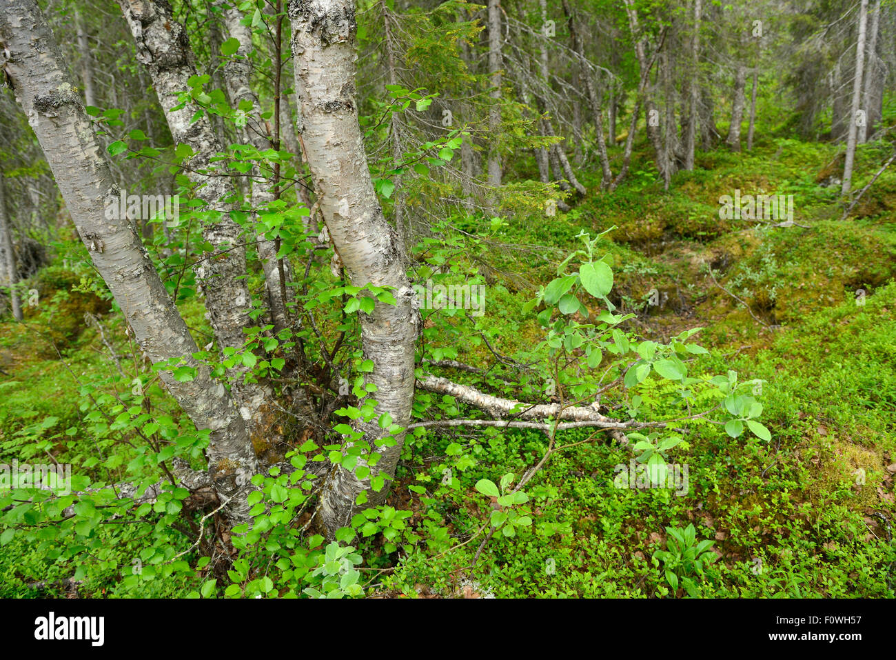 La taiga y la vegetación del sotobosque, el Parque Nacional Padjelanta, Kvikkjokk Laponia en el sitio del Patrimonio Mundial de la UNESCO, la mayor zona Rewilding Laponia, Laponia Norrbotten, Suecia, en junio de 2013. Foto de stock